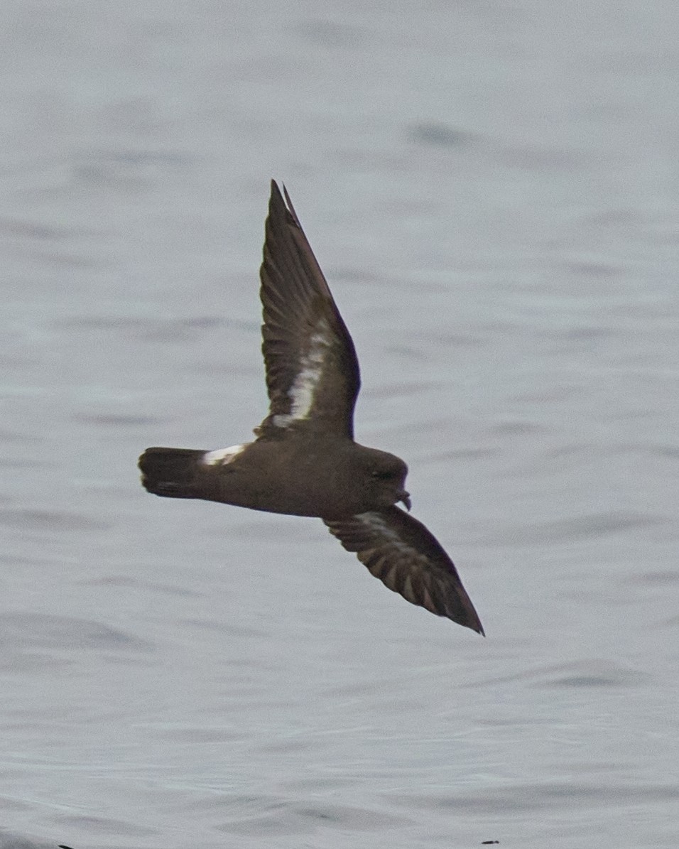 European Storm-Petrel - ML646575080