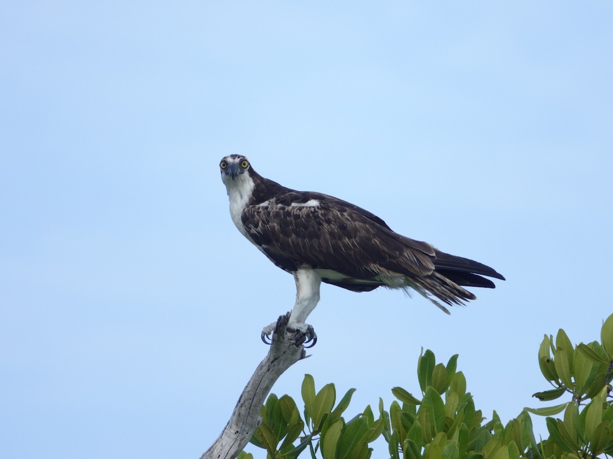 Osprey - ML646575084