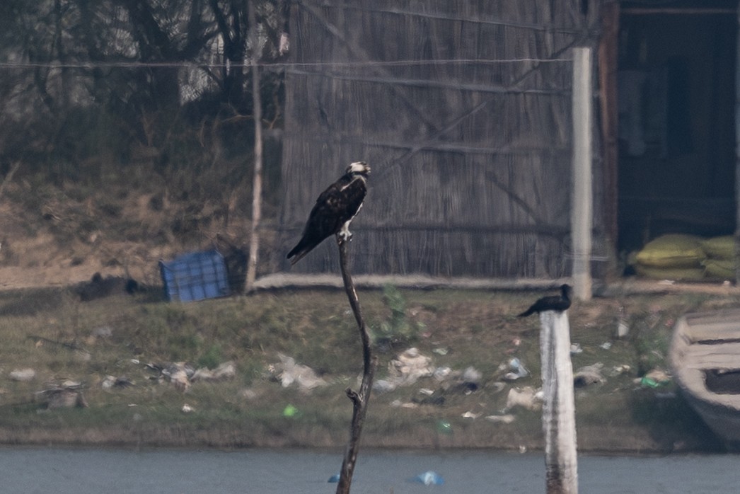 Osprey - ML646575087