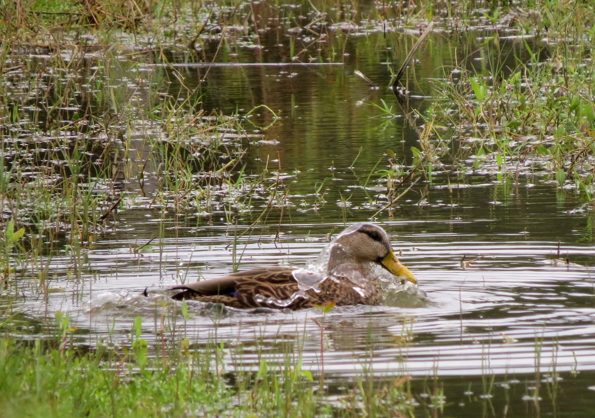 Mottled Duck (Florida) - ML646575100