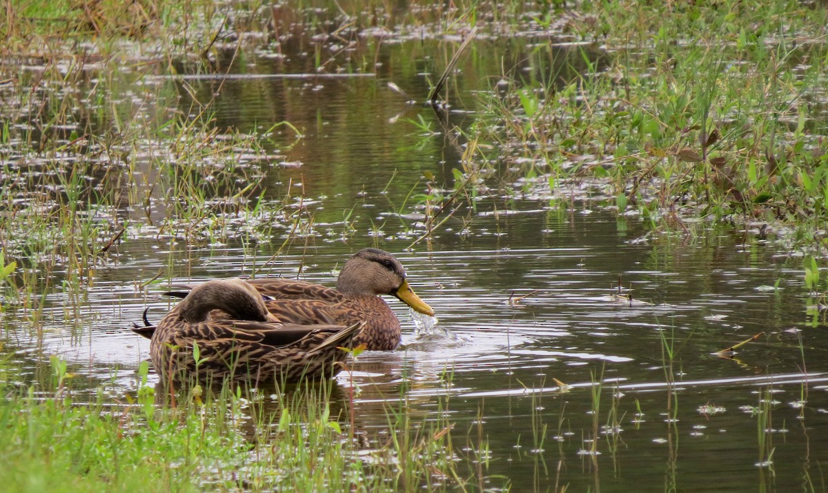 Mottled Duck (Florida) - ML646575101