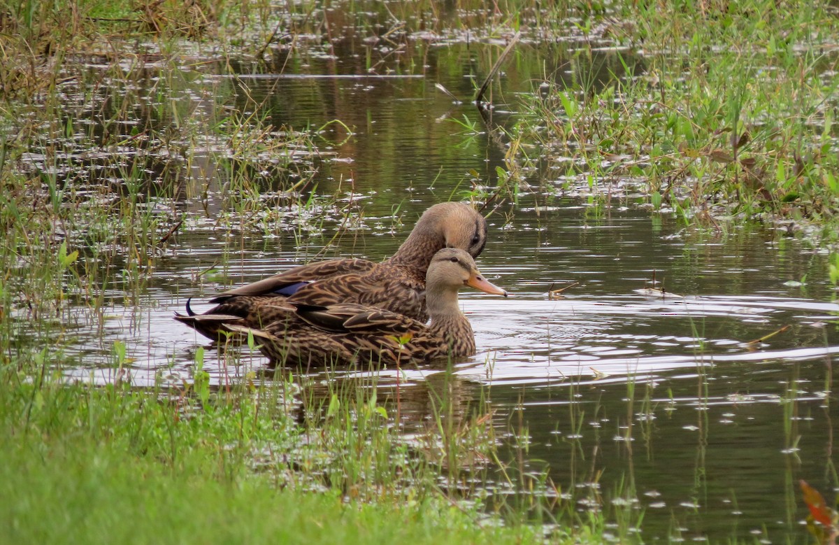 Mottled Duck (Florida) - ML646575102