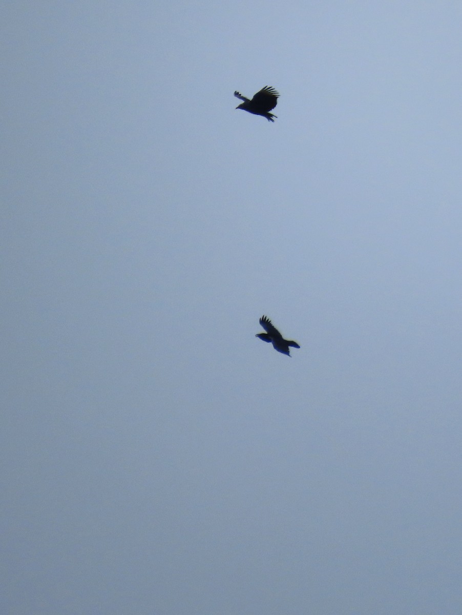 Erroi handia - ML646575105