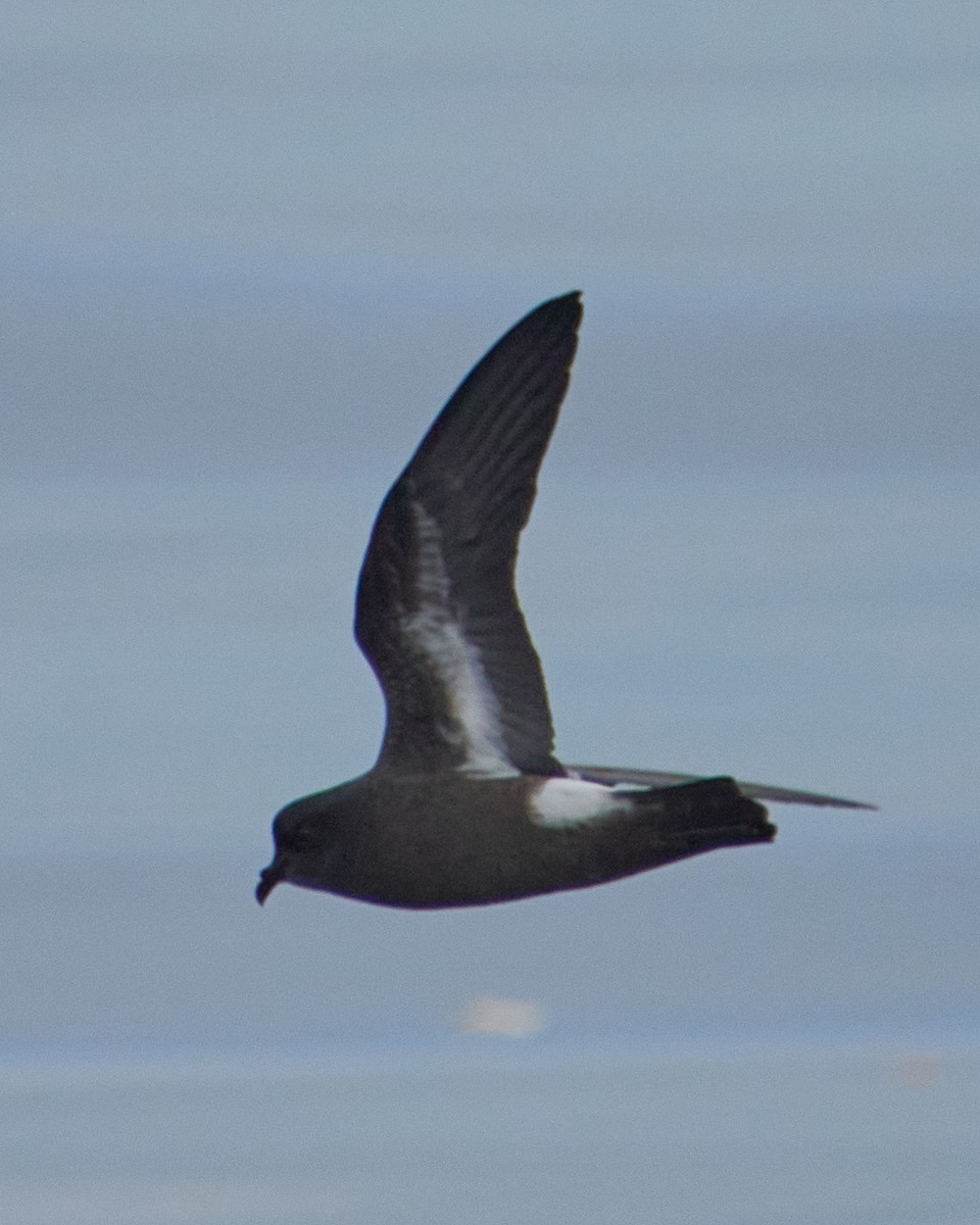 European Storm-Petrel - ML646575106