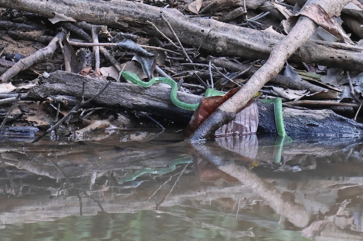 Reptiles - ML646575108