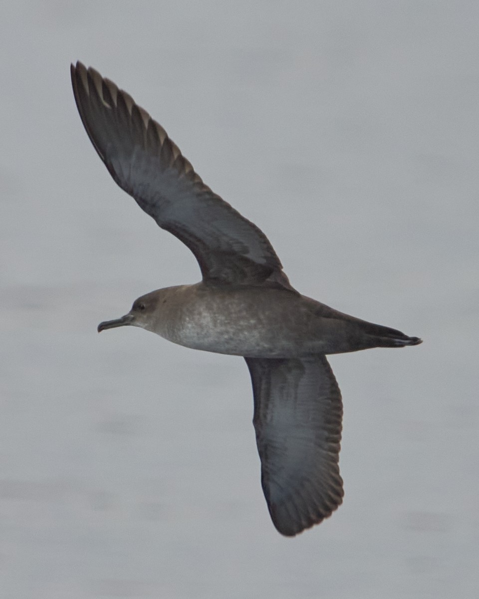 Balearic Shearwater - ML646575112