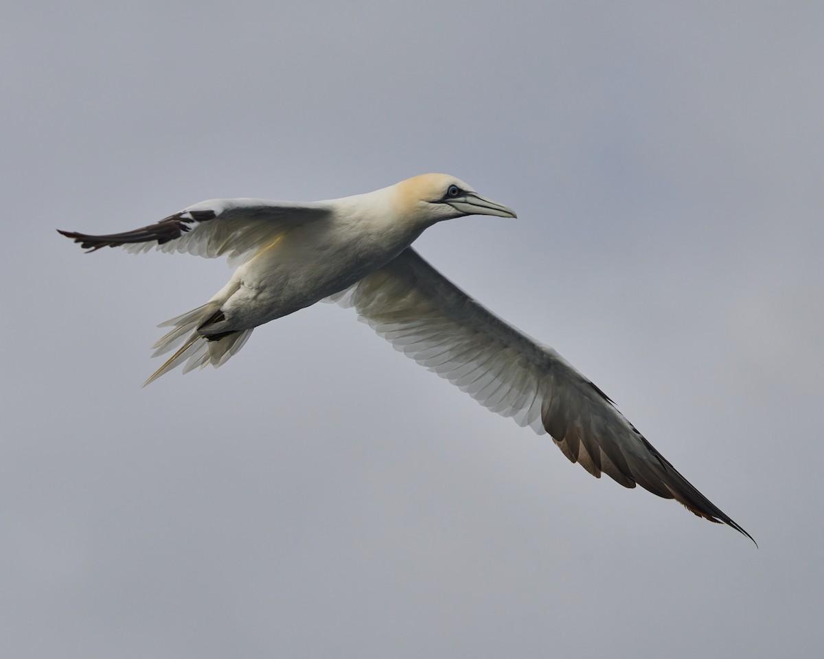 Northern Gannet - ML646575113