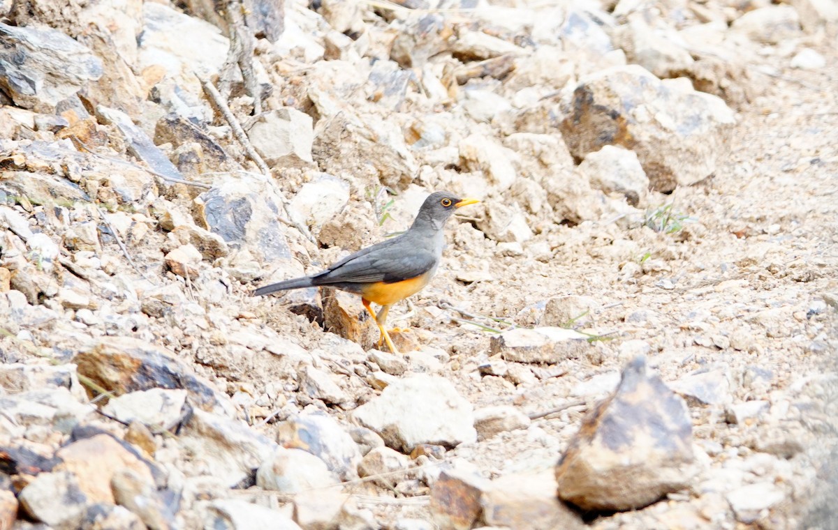 Эфиопский дрозд - ML646575114