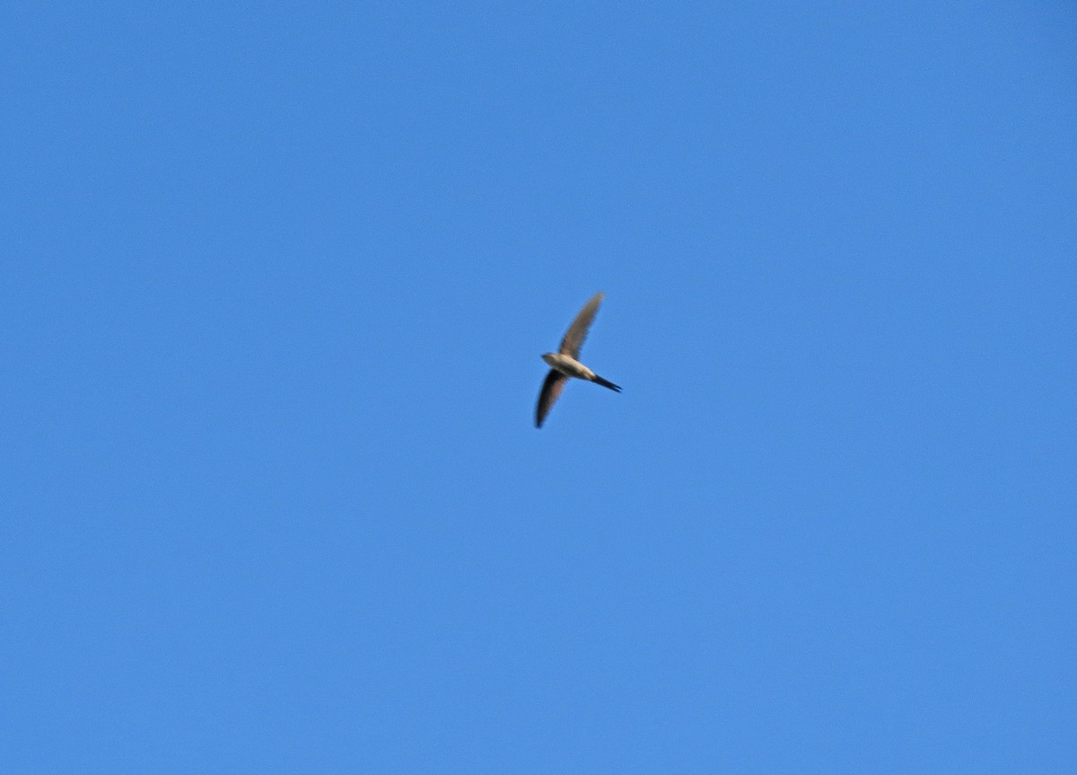 låvesvale - ML646575126