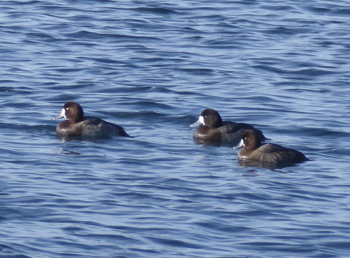 bergand - ML646575129