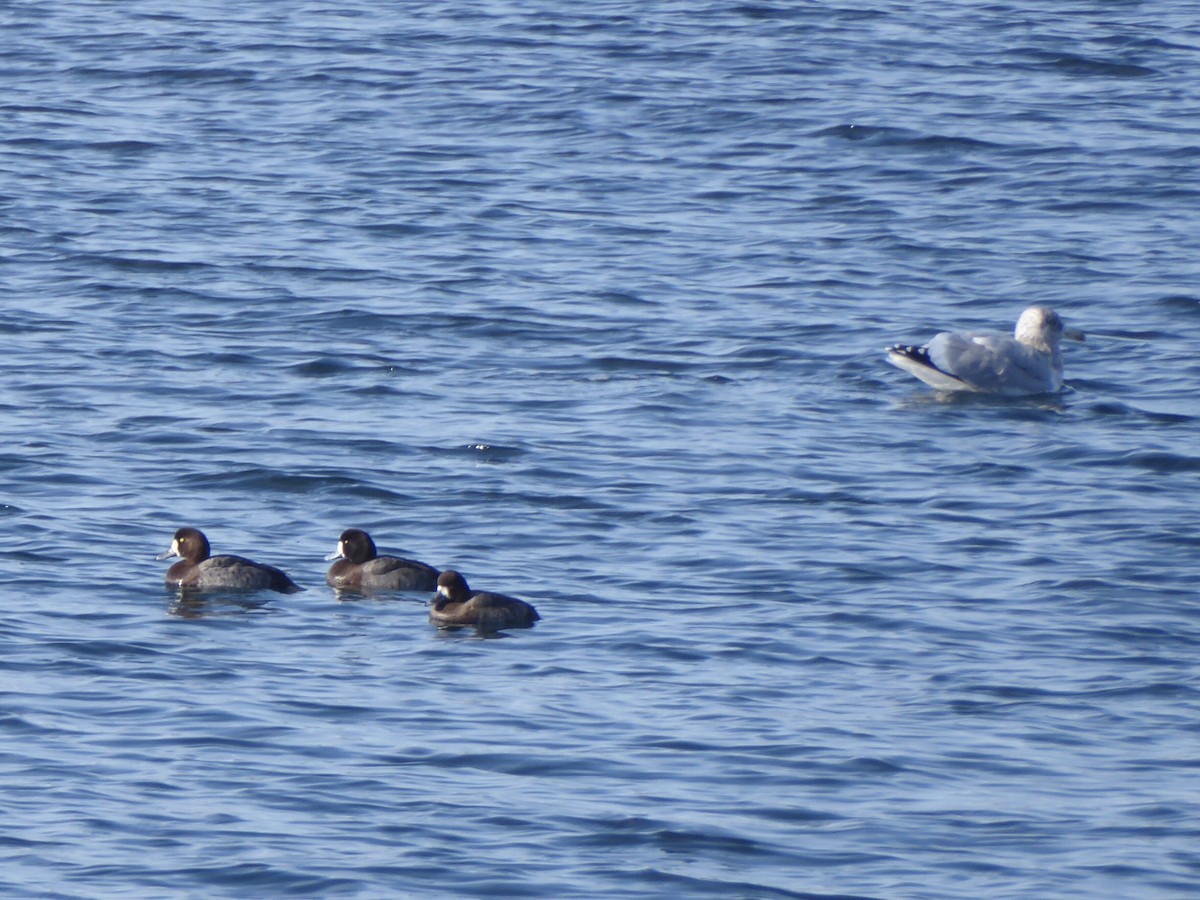 bergand - ML646575130