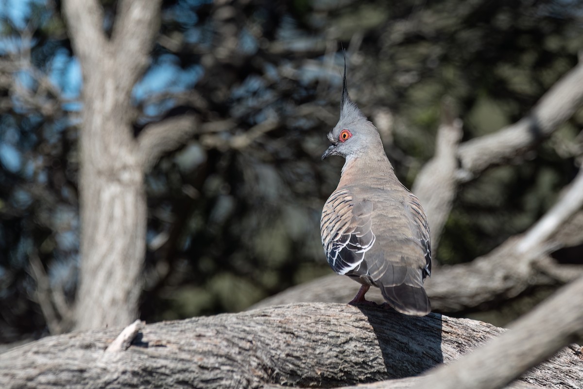 Spitzschopftaube - ML646575131