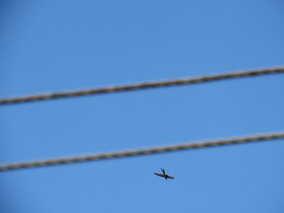 låvesvale - ML646575132