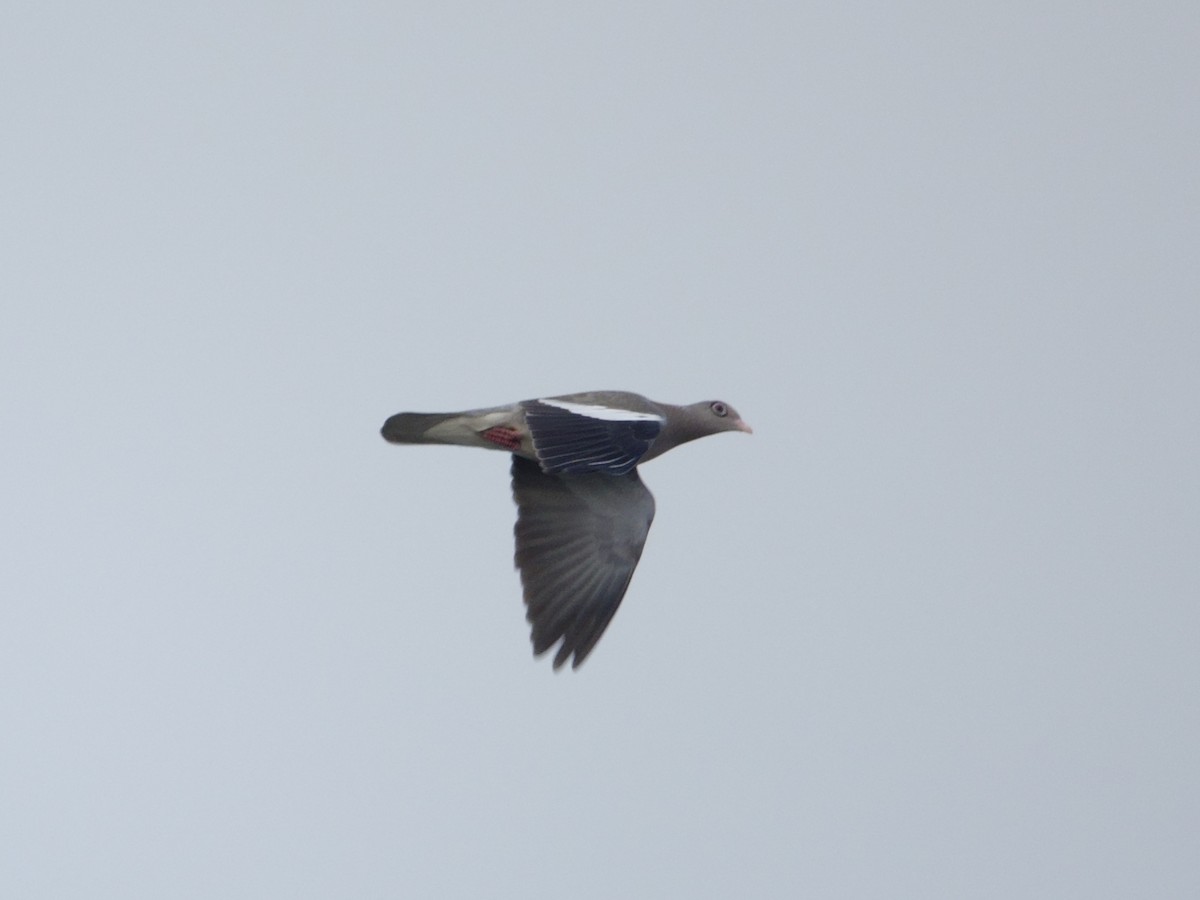 blåbrilledue - ML646575133