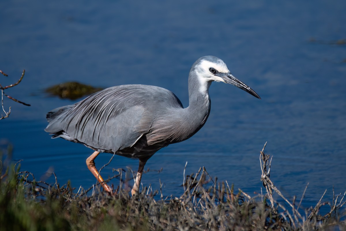 Weißwangenreiher - ML646575135