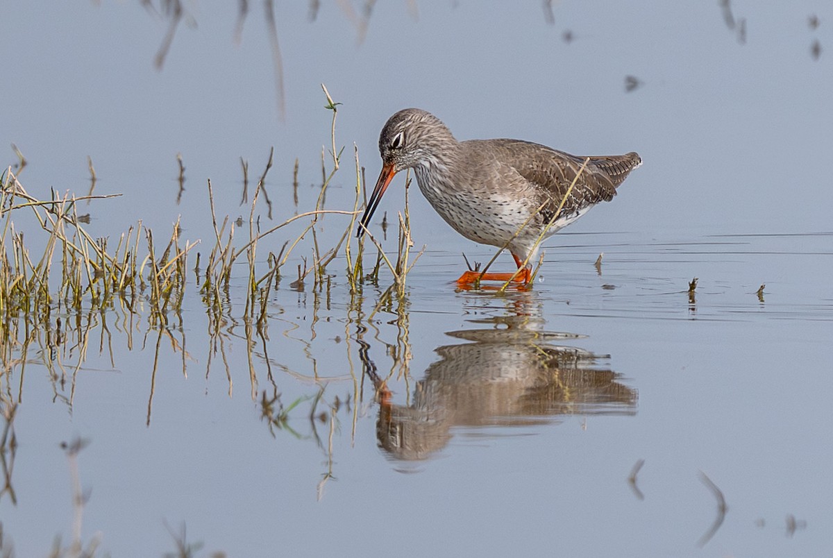 rødstilk - ML646575136