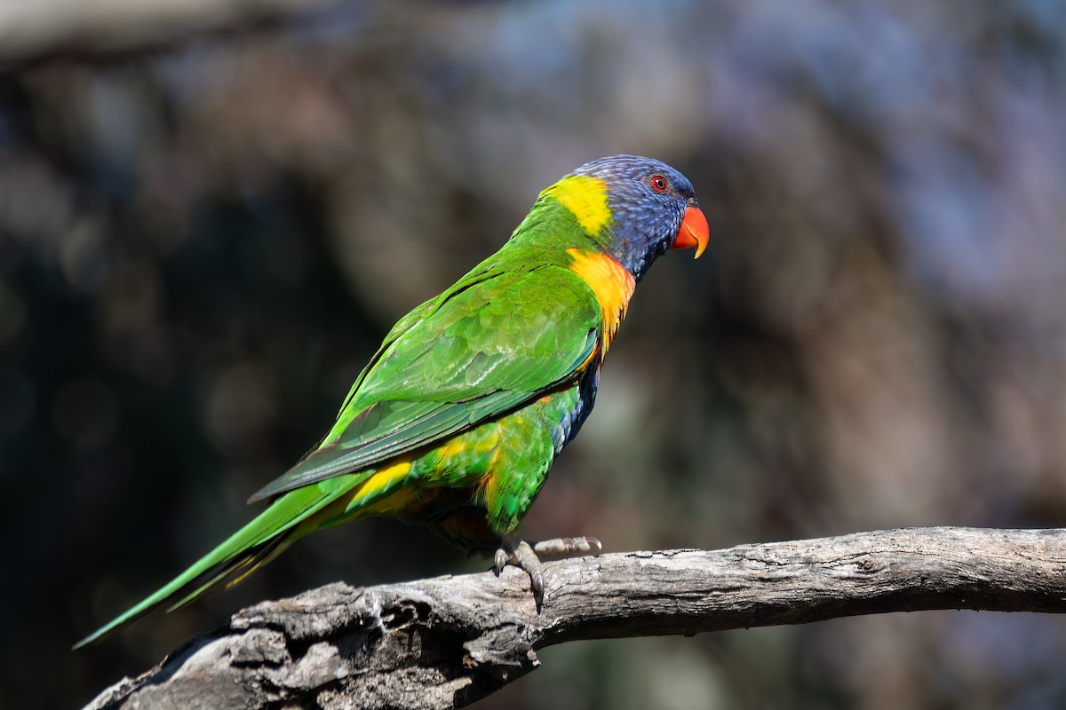 Regenbogenlori - ML646575140