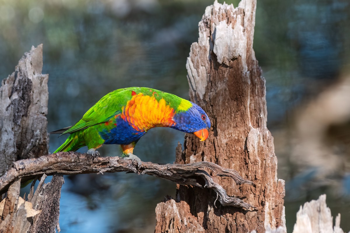 Regenbogenlori - ML646575141