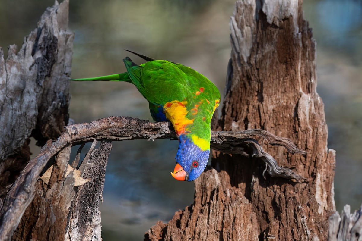 Rainbow Lorikeet - ML646575142