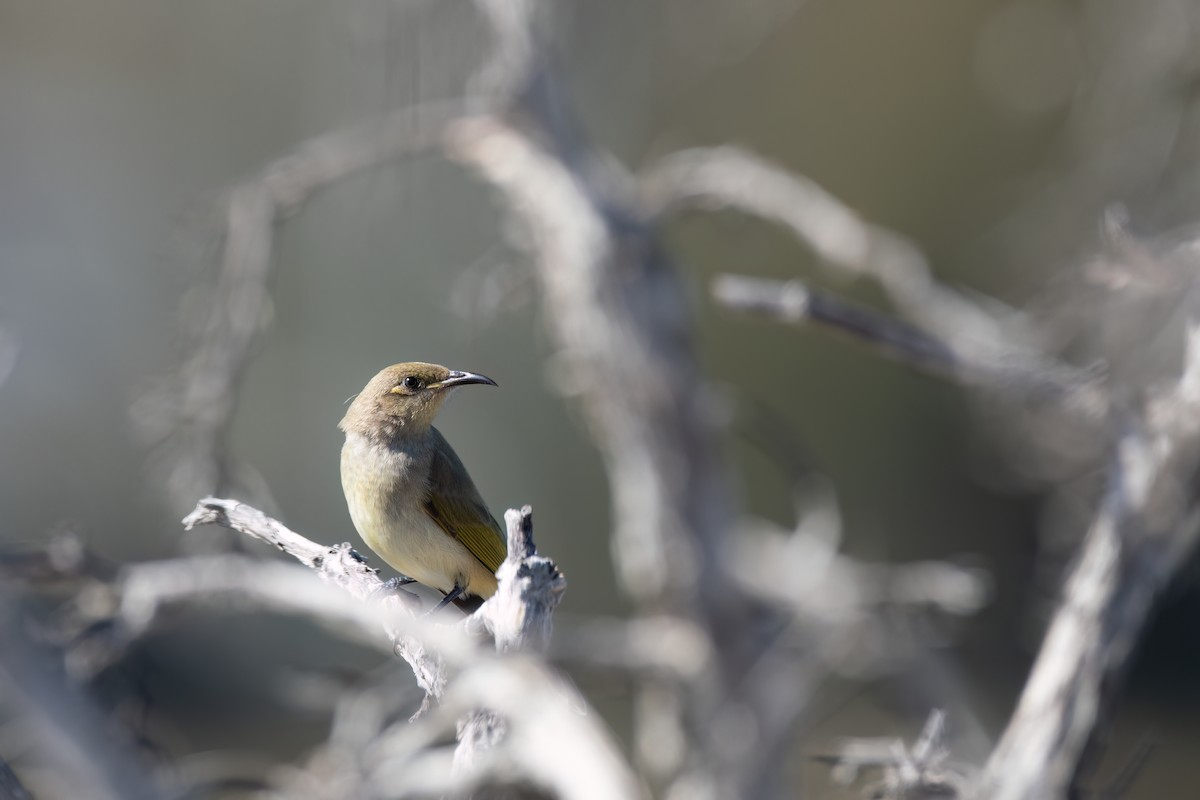 Braunhonigfresser - ML646575143