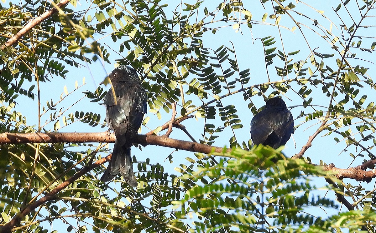 bronsedrongo - ML646575150