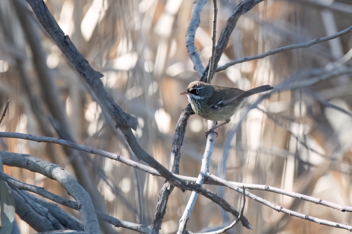 Sedosito Maculado - ML646575151