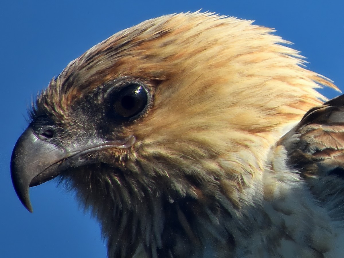 plystreglente - ML646575152