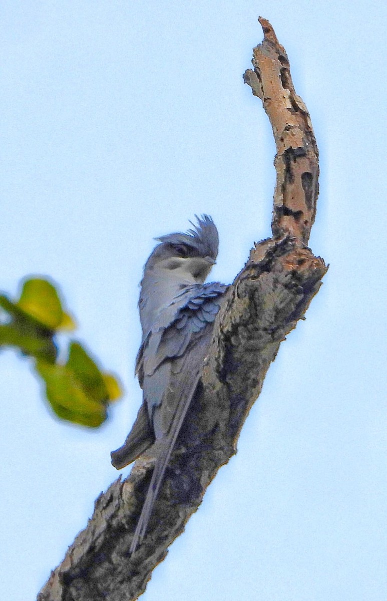 Crested Treeswift - ML646575153