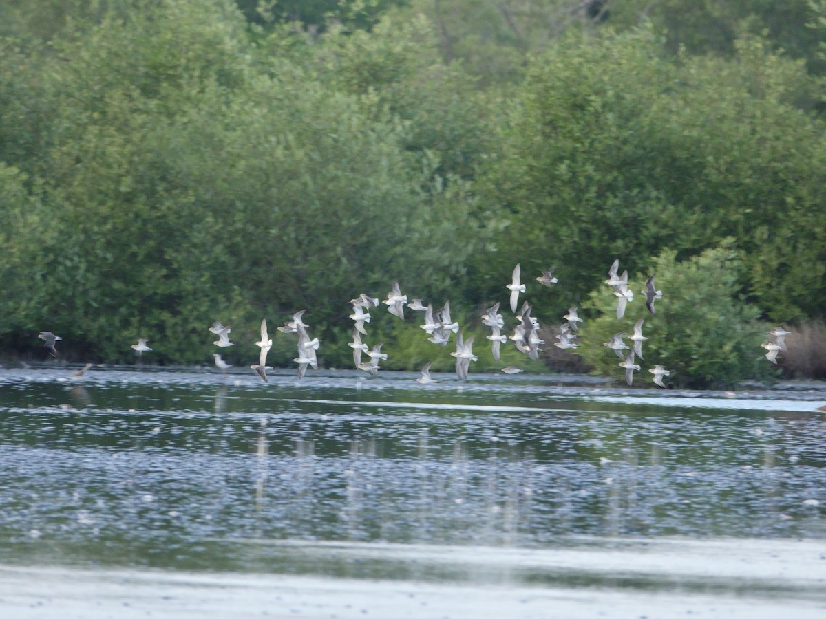 styltesnipe - ML646575156