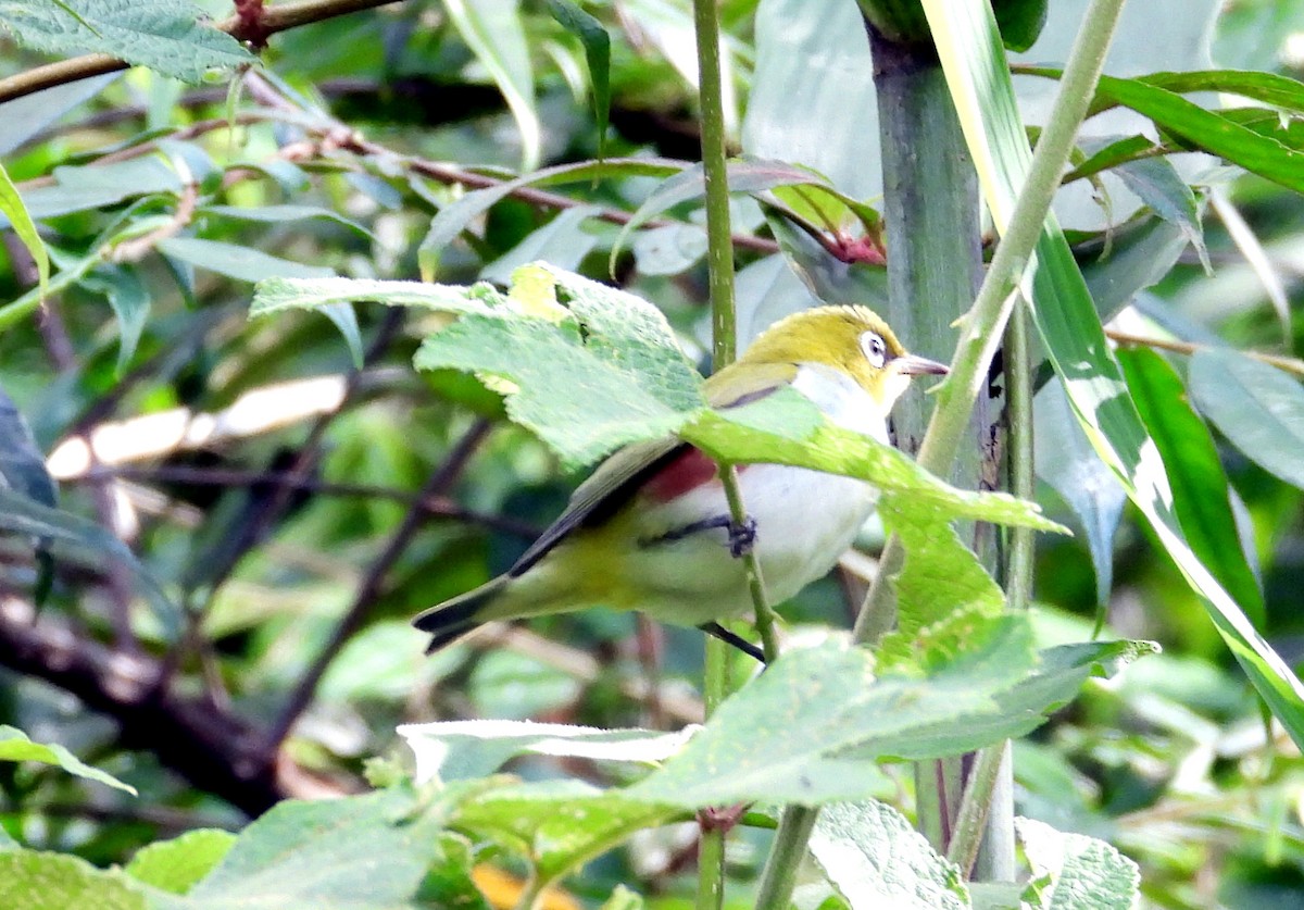 brunflankebrillefugl - ML646575157