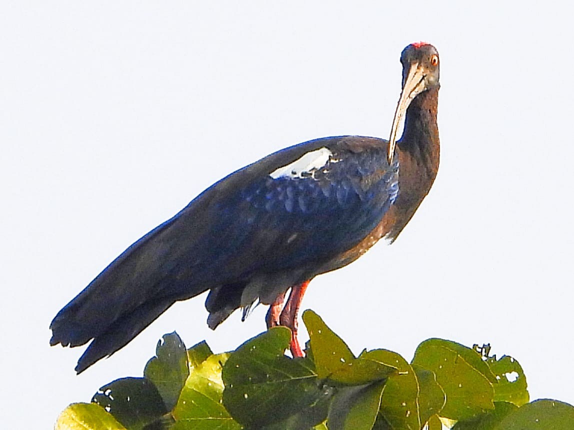 rødvorteibis - ML646575158