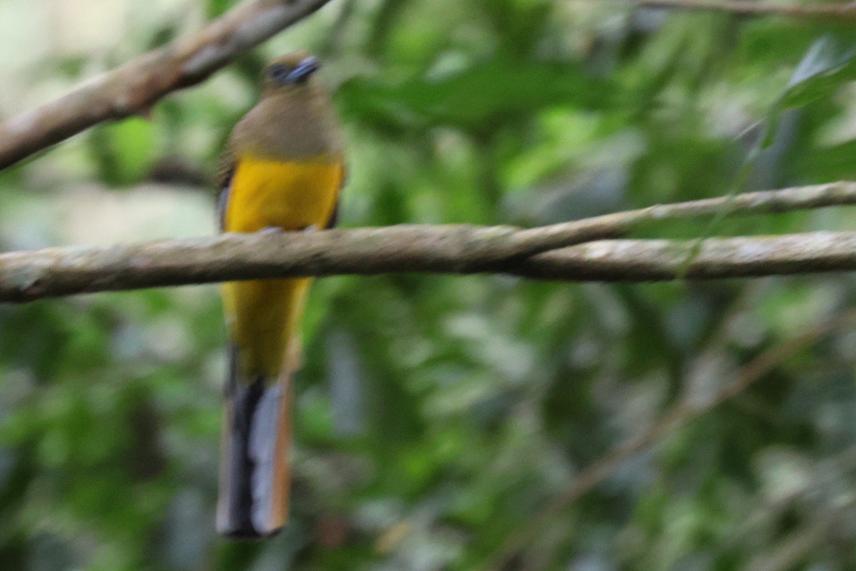 olivenhodetrogon - ML646575159