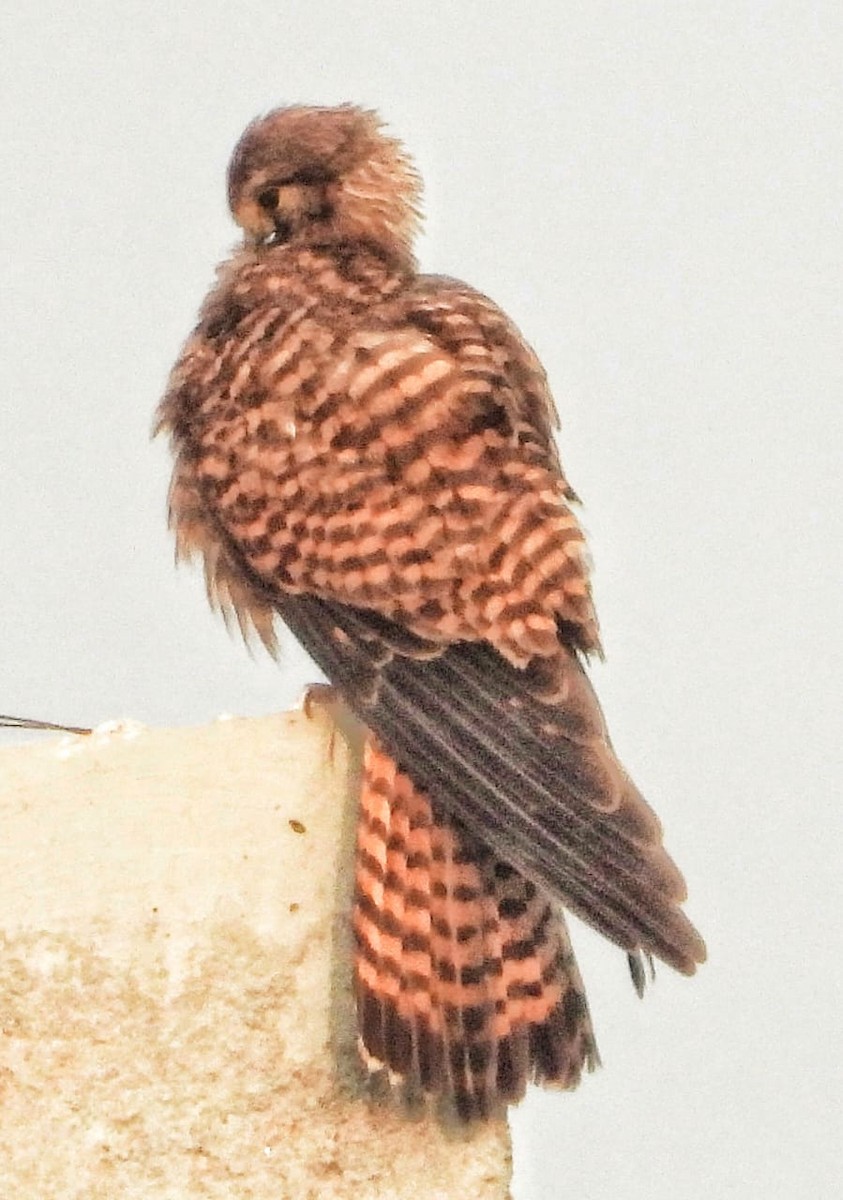 tårnfalk - ML646575162