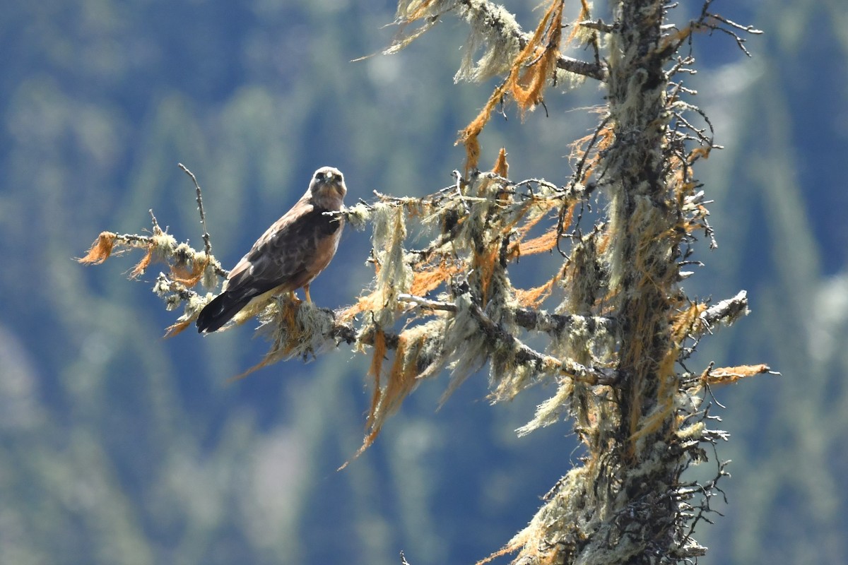 himalayavåk - ML646575163