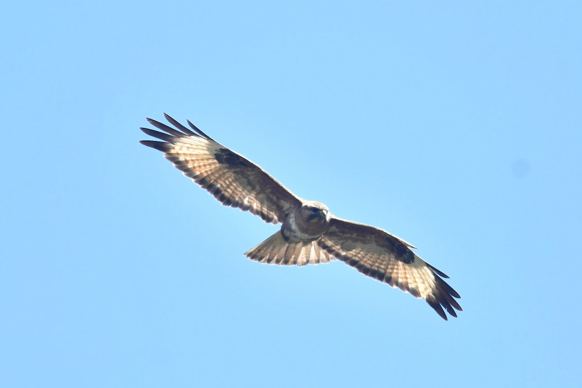 himalayavåk - ML646575164