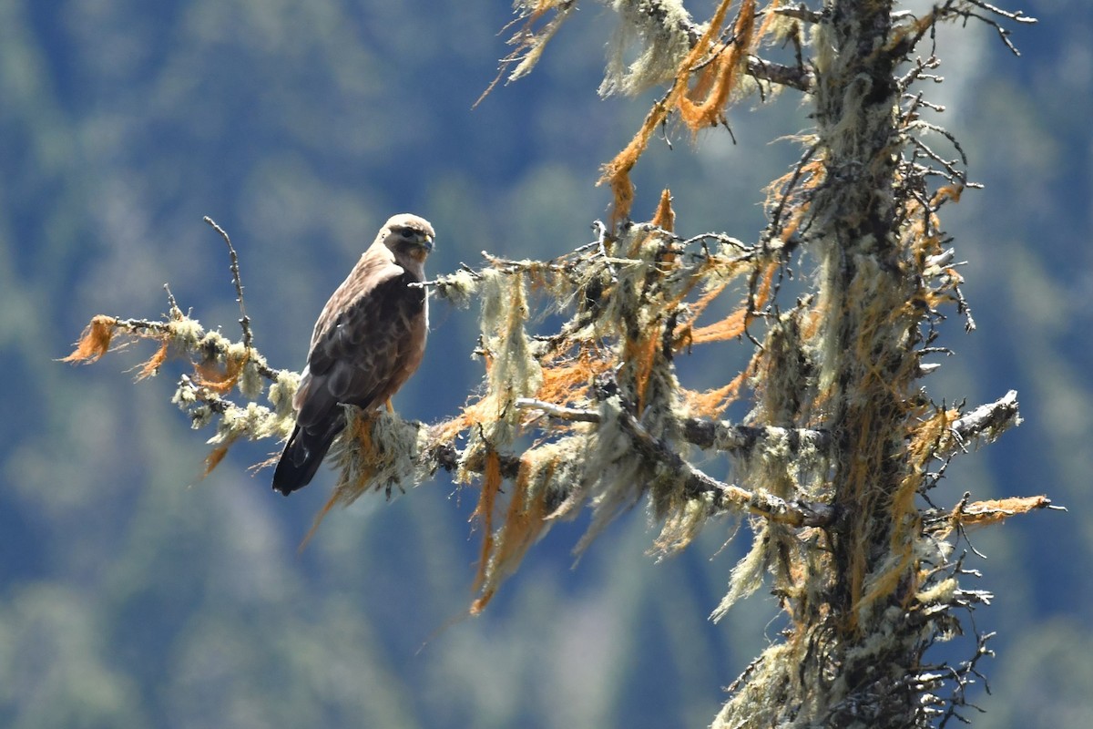 himalayavåk - ML646575165