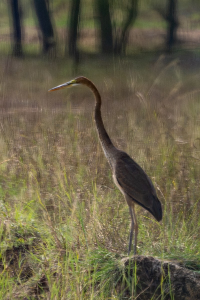 purpurhegre - ML646575166