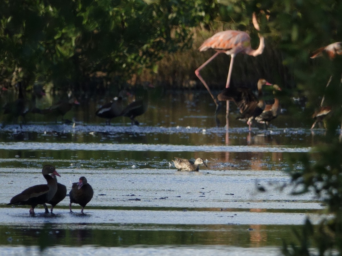 rødnebbplystreand - ML646575167