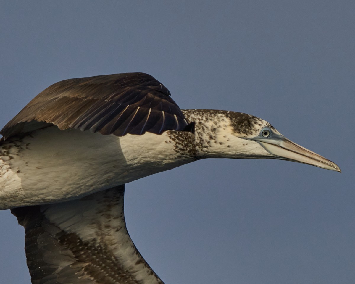 havsule - ML646575168