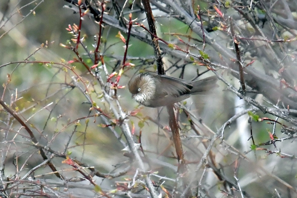 Chinese Fulvetta - ML646575172