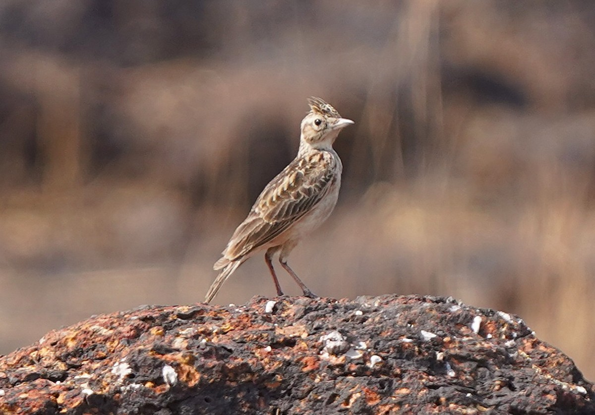 Oriental Skylark - ML646575174