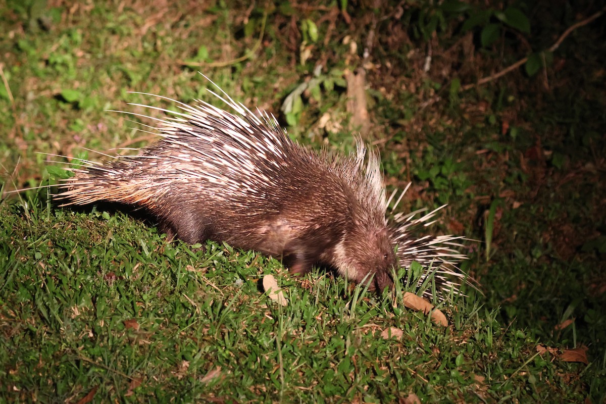 Crested Porcupines and Allies - ML646575175