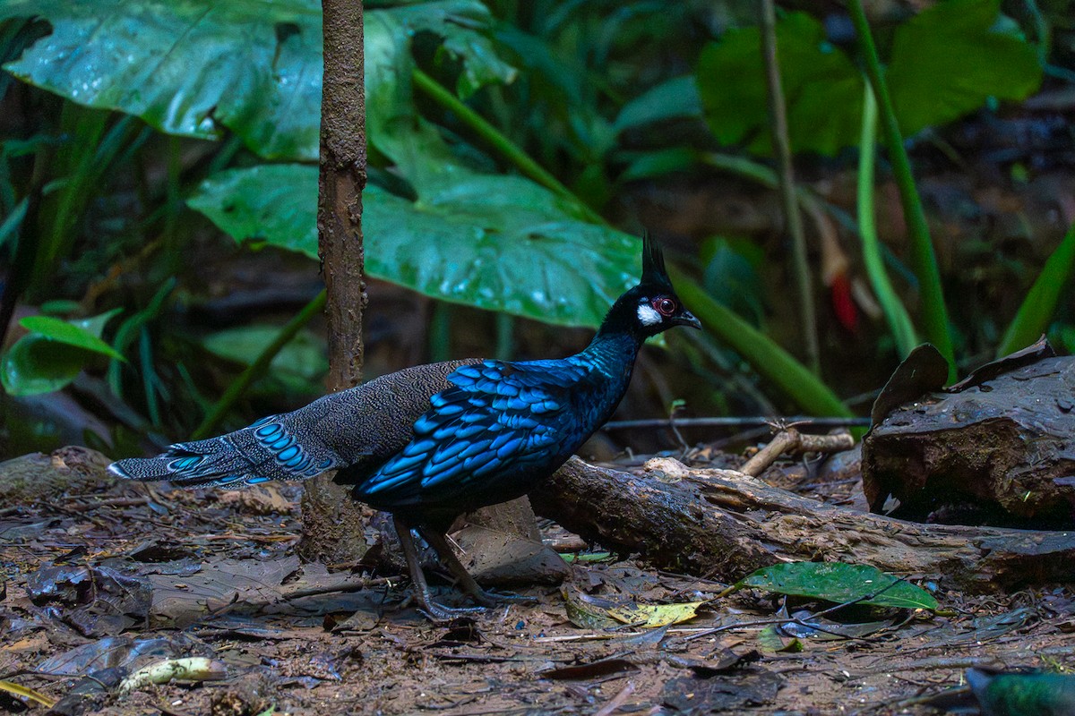 Palawan Peacock-Pheasant - ML646575181