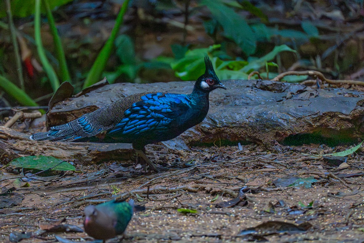 Palawan Peacock-Pheasant - ML646575182