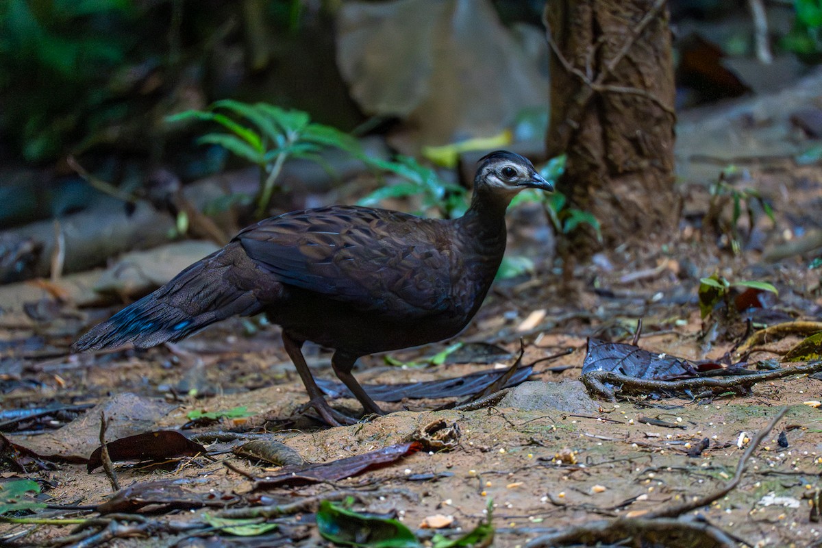 Palawan Peacock-Pheasant - ML646575183