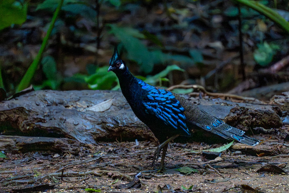 Palawan Peacock-Pheasant - ML646575184