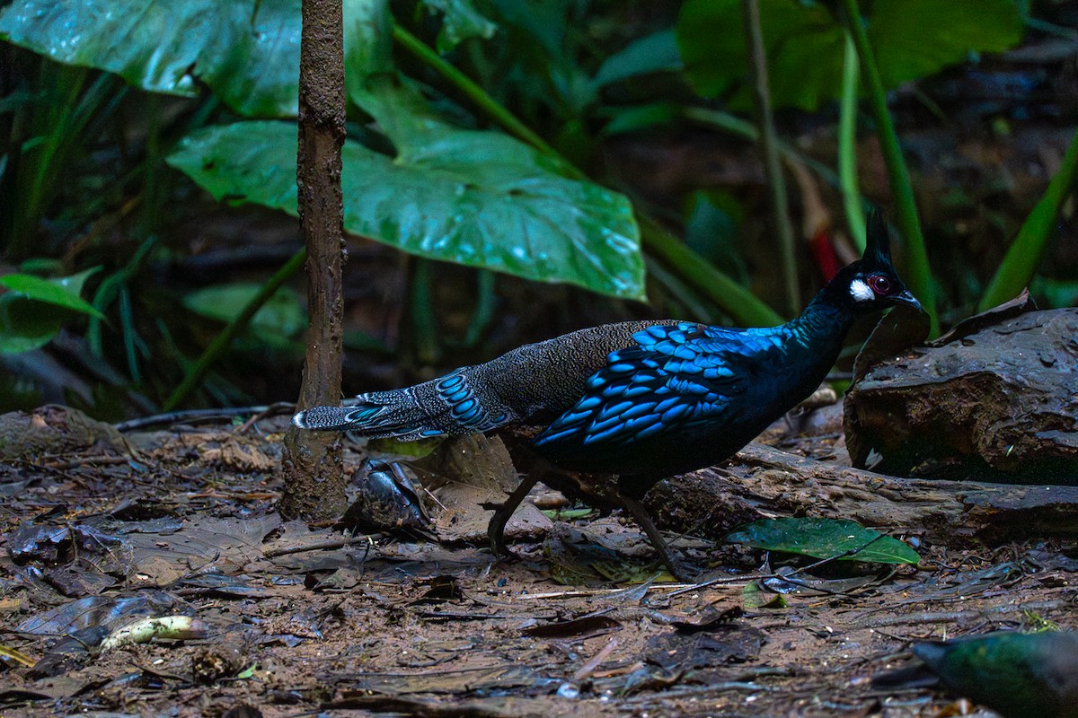 Palawan Peacock-Pheasant - ML646575185