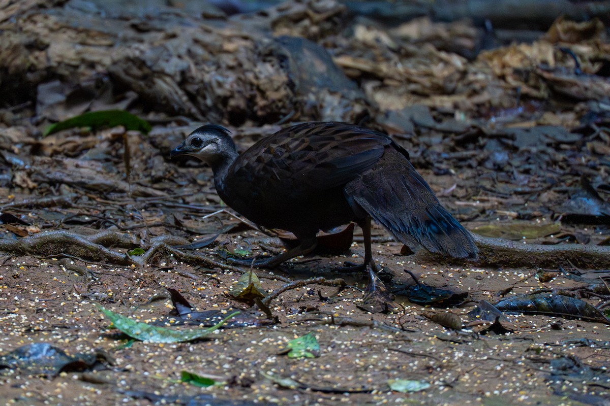 Palawan Peacock-Pheasant - ML646575186