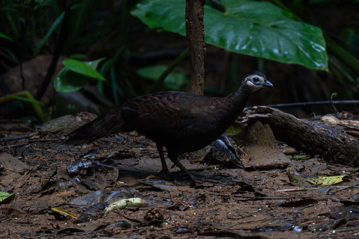 Palawan Peacock-Pheasant - ML646575187