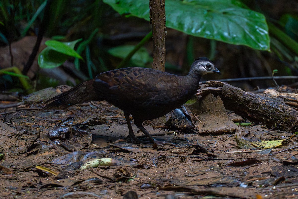 Palawan Peacock-Pheasant - ML646575188